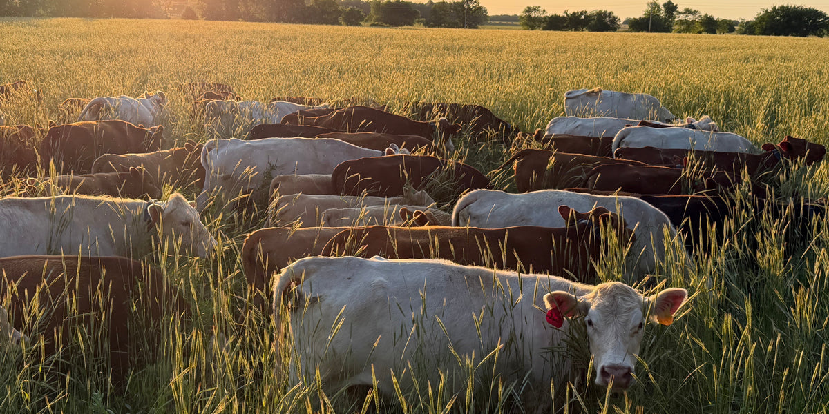 Rotational Grazing - Encouragements and Considerations