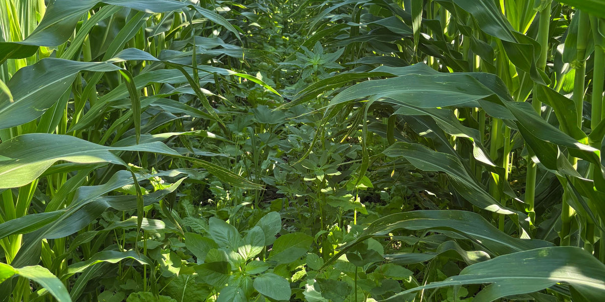 Planting Cover Crop Seed