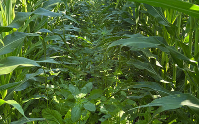 Planting Cover Crop Seed
