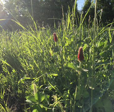 A spring cover crop with crimson clover, peas, and grasses