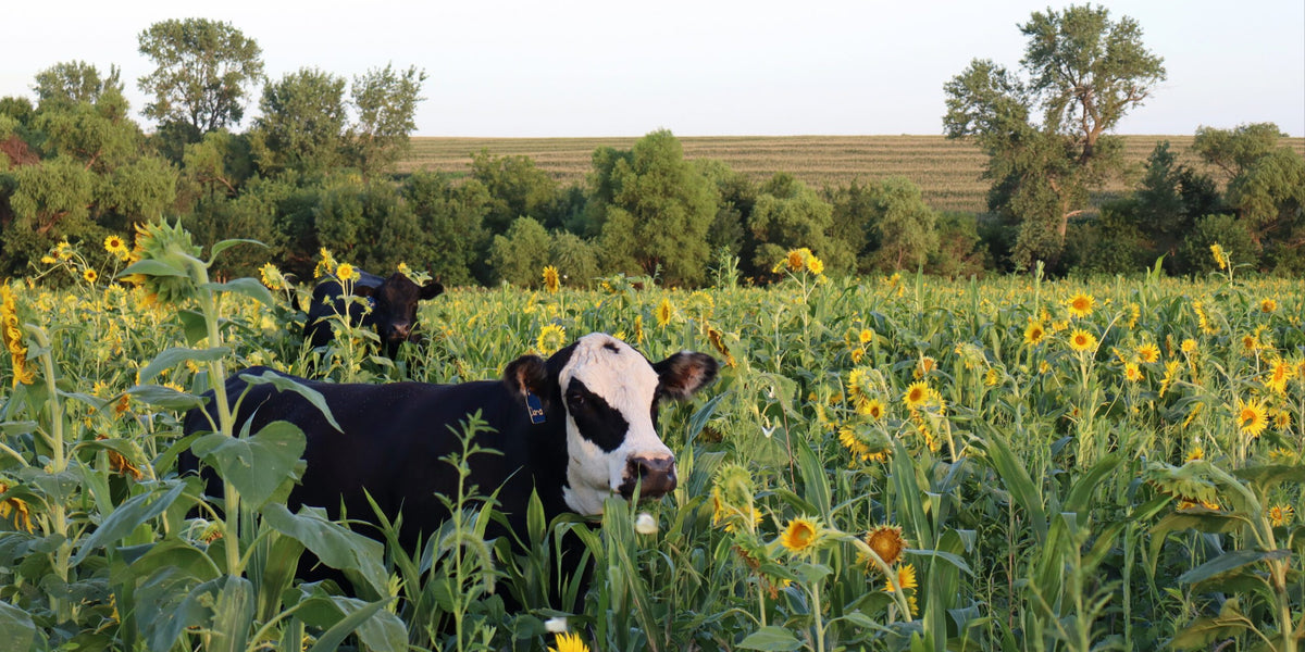 Grazing a Cover Crop Instead of Growing a Cash Crop in 2026
