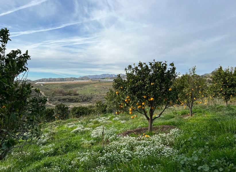 A photo of a citrus orchard with a diverse cover crop growing in the understory.