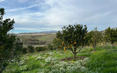 Saving Citrus