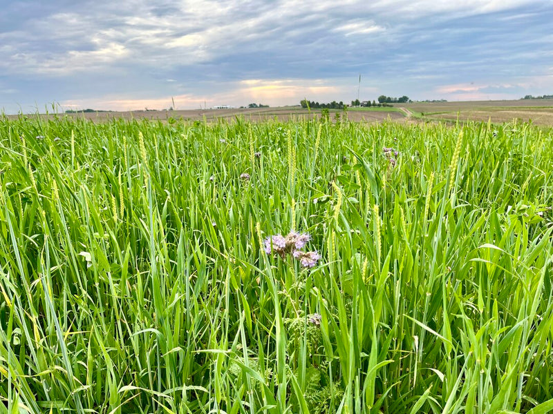 A diverse mix of oats, peas, barley, collards, clover and phacelia. Photo Credit: Davis Behle