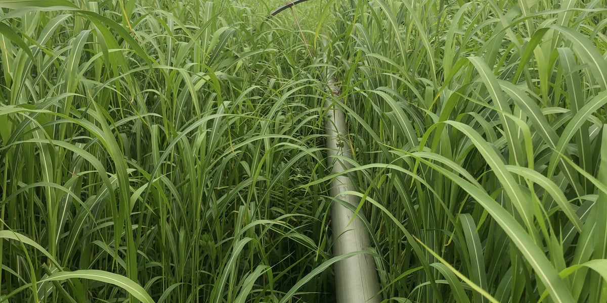 Growing Forage In A Drought