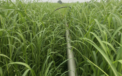 Growing Forage In A Drought