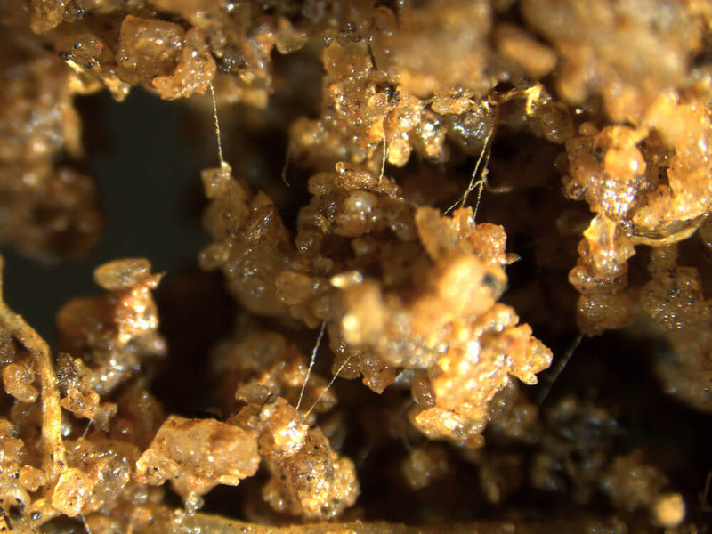 Quorum Sensing in the Soil Microbiome