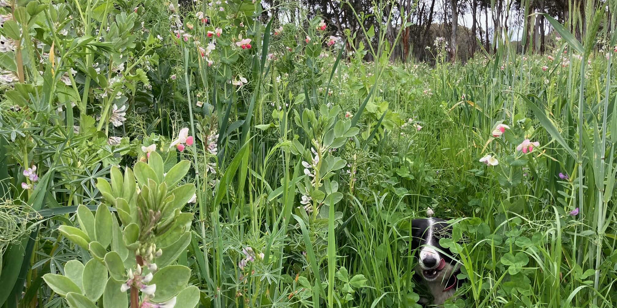 A thick mix of plants demonstrates the importance of diversity in a system