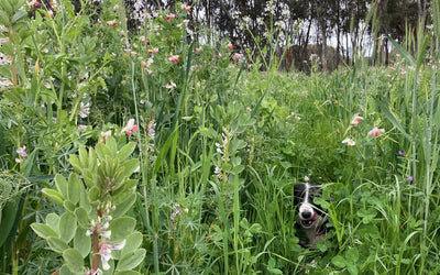 Creating a Flourishing Soil Microbiome