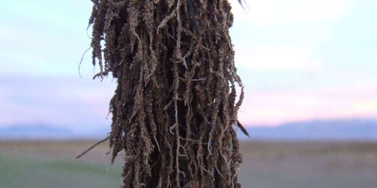 Nitrogen: The Double-Edged Sword