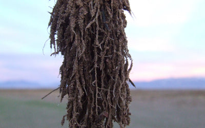 Nitrogen: The Double-Edged Sword