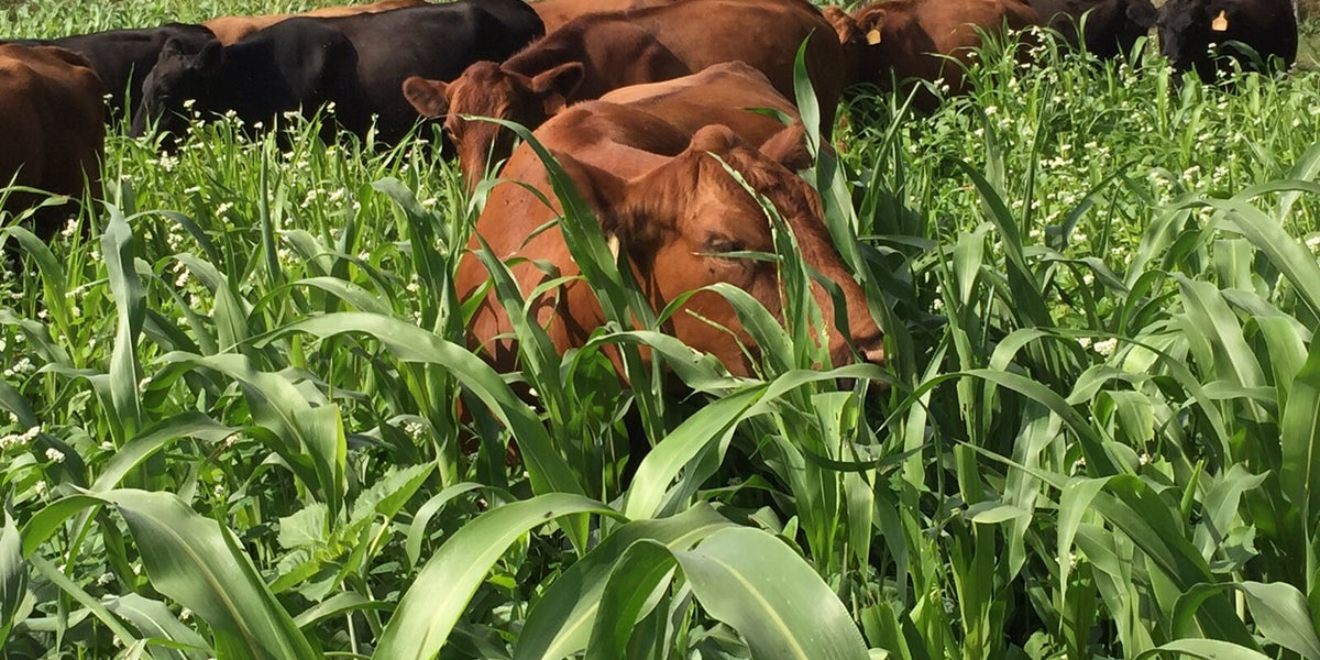 Nitrate Poisoning Risk in Cover Crop Forages