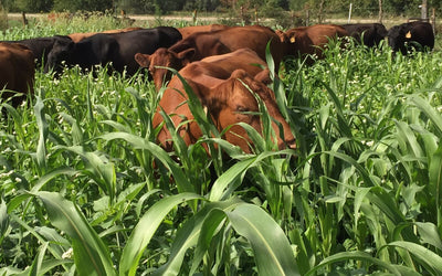 Nitrate Poisoning Risk in Cover Crop Forages