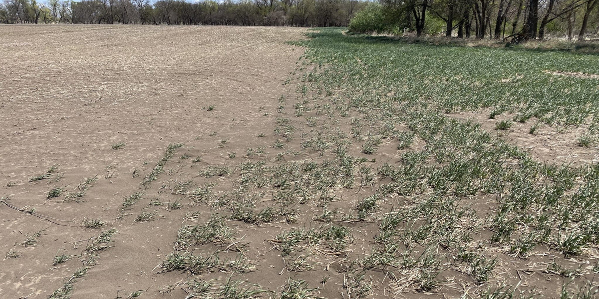 Side-by-side photo of planted rye cover crop and fallow ground