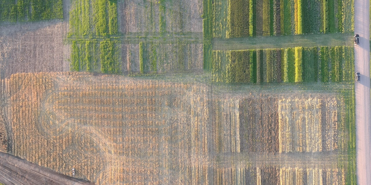 A birds-eye view of our cover crop test plots in Bladen, Nebraska