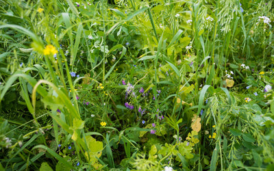 Maximize Biodiversity