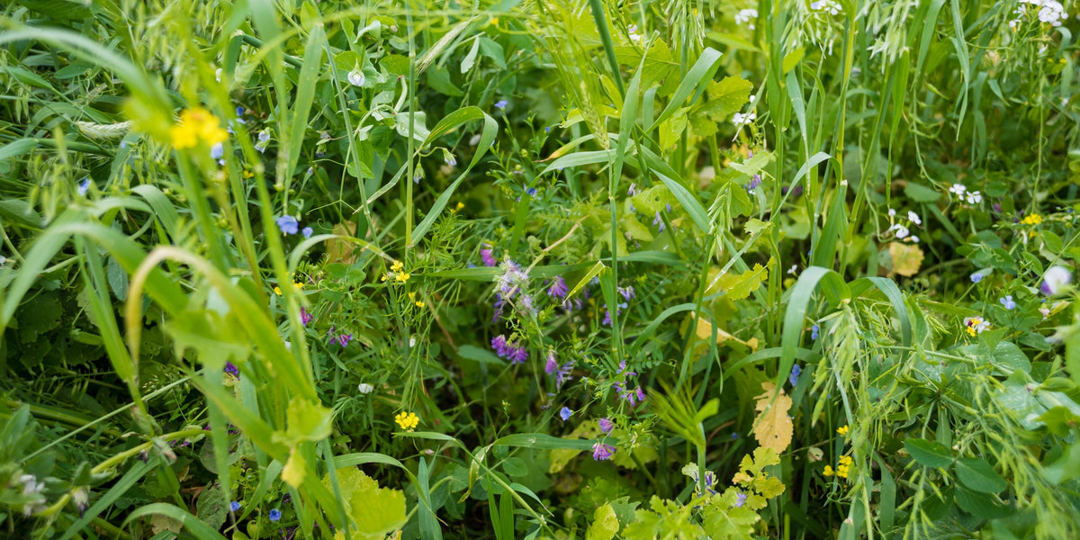 Maximize Biodiversity