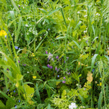 Maximize Biodiversity