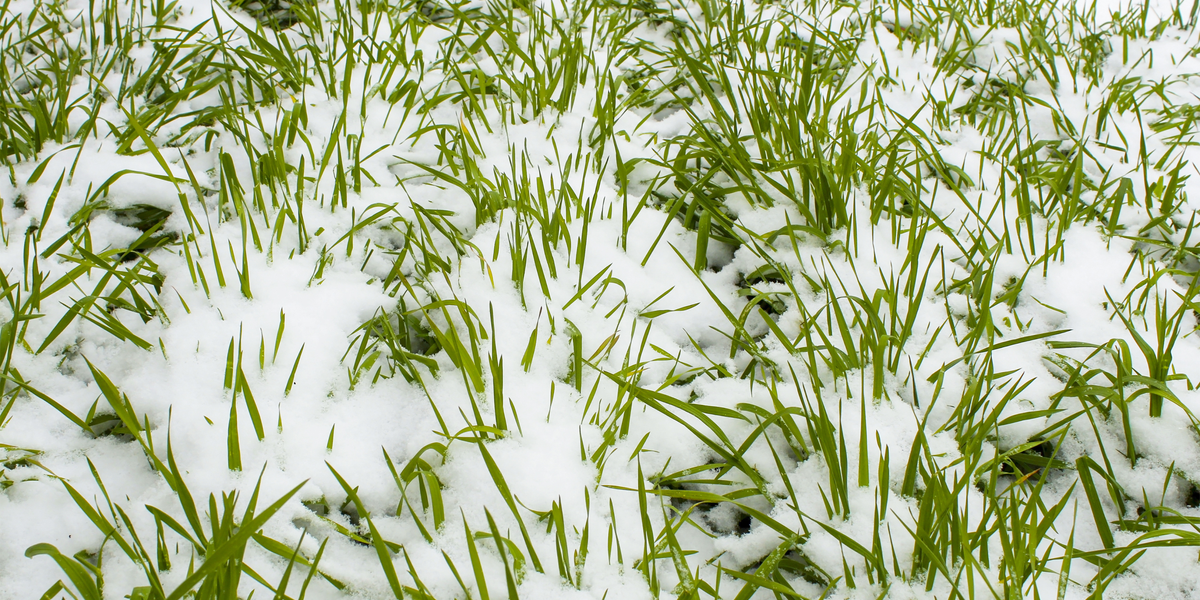 Cereal rye cover crop growing green under snow cover