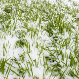 Is There Still Time to Plant this Fall?