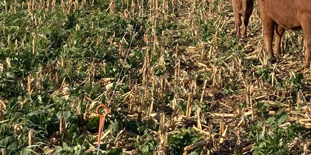 Livestock integration: cows grazing in a cornstalk field with a cover crop between the stubble