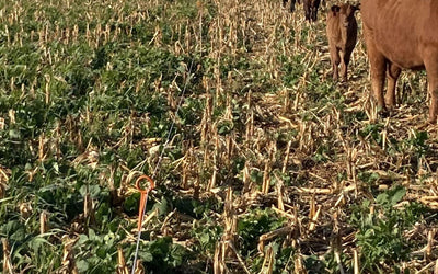 How Cattle and Cover Crops Work Together to Capture Carbon