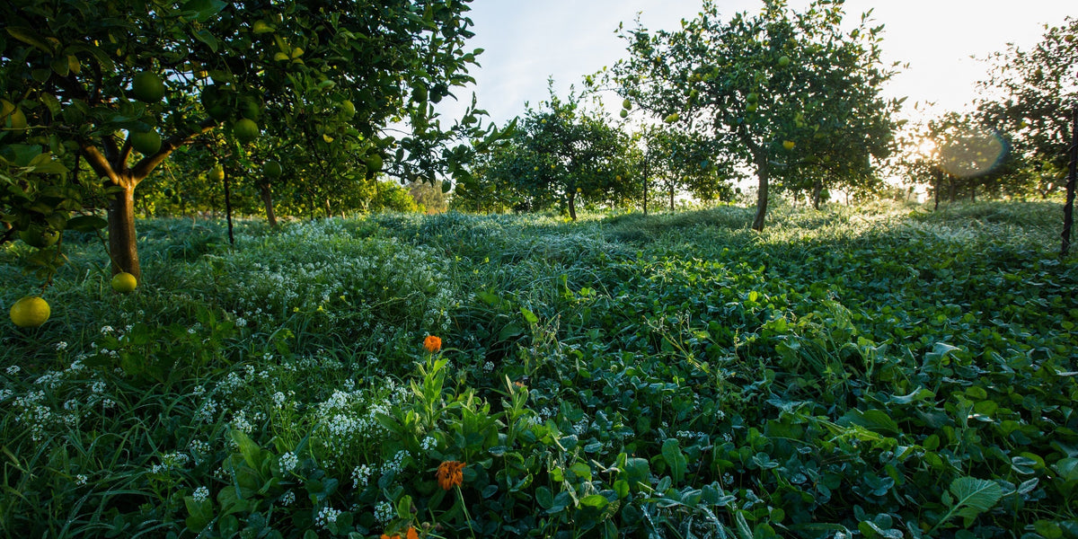 Peculiar Cases of Acute Cover Crop Deficiencies