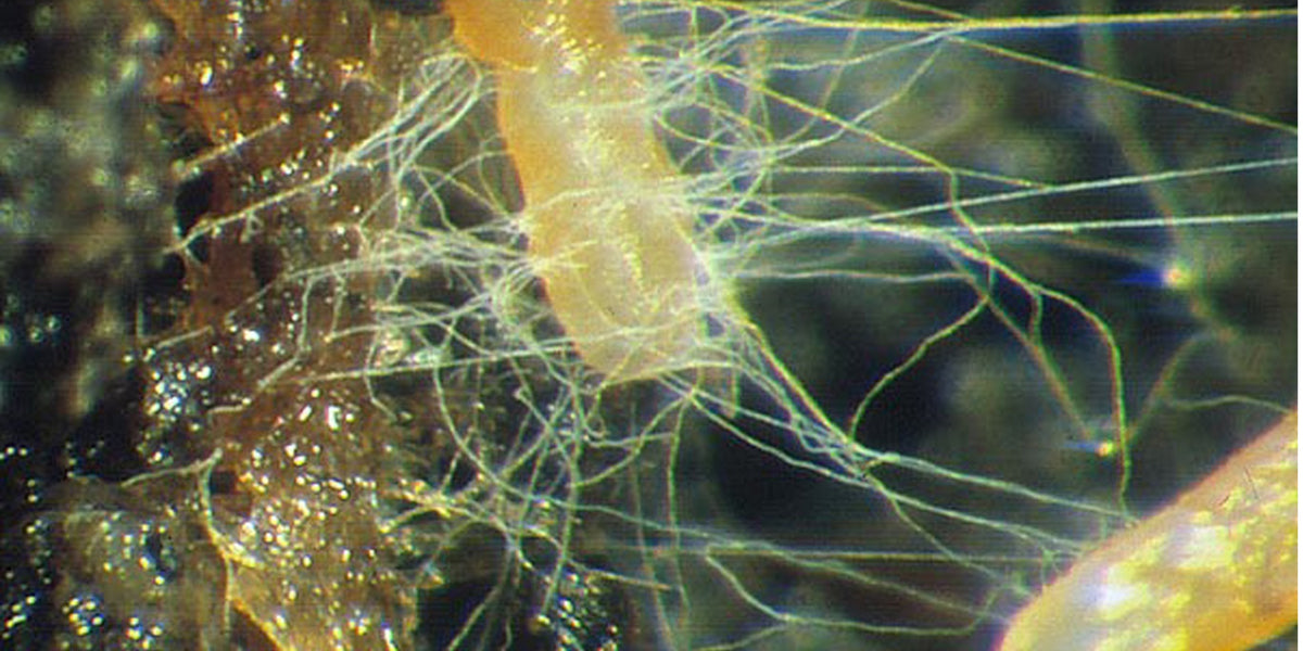 Everything You Ever Needed To Know About Mycorrhizal Fungi