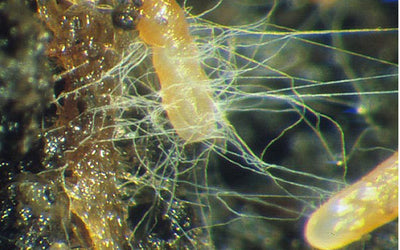 Everything You Ever Needed To Know About Mycorrhizal Fungi