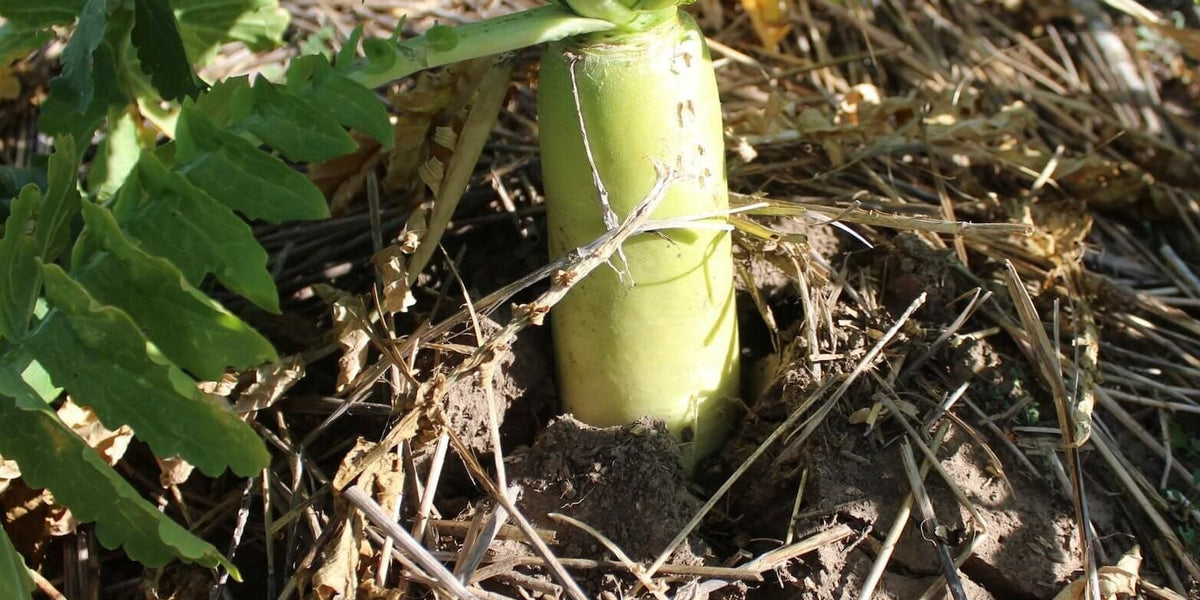 Green Cover's Top 10 Brassicas