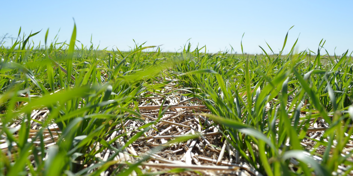 Control Next Year’s Herbicide Resistant Weeds