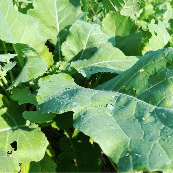 Brassica Blast-Off