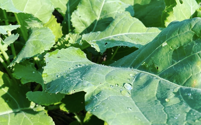 Brassica Blast-Off