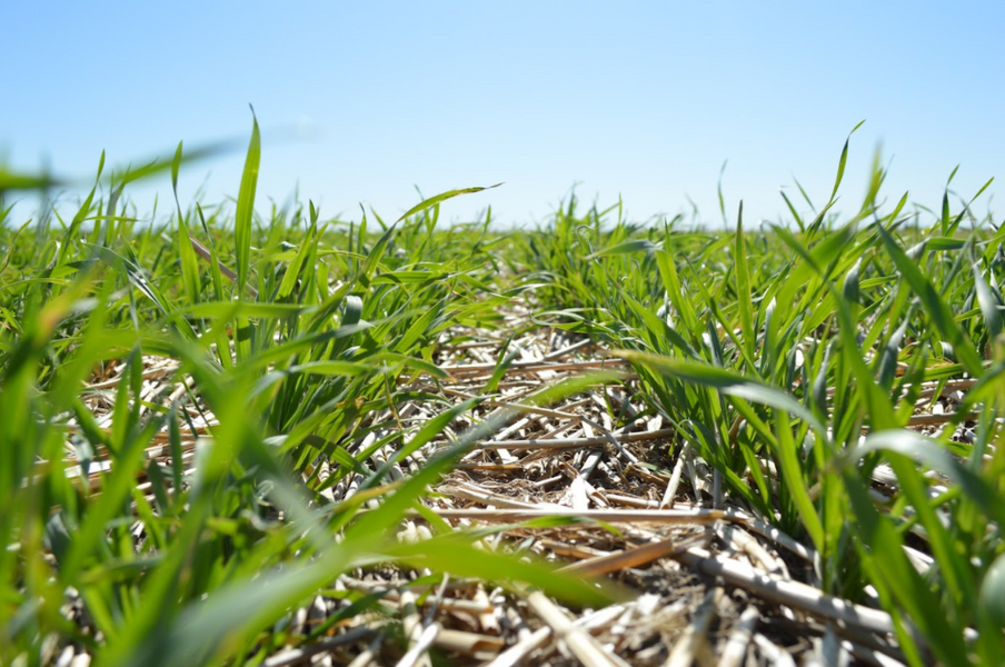 ACT NOW to control next year's herbicide-resistant weeds in soybeans