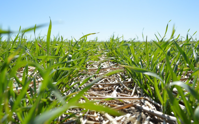 ACT NOW to control next year's herbicide-resistant weeds in soybeans