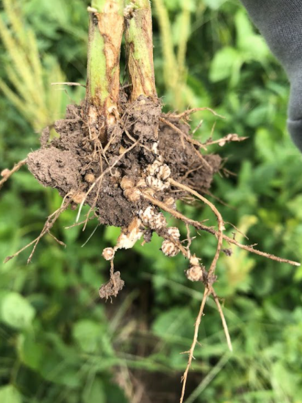 Nitrogen Dilemma Q&A