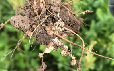 Nitrogen Dilemma Q&A