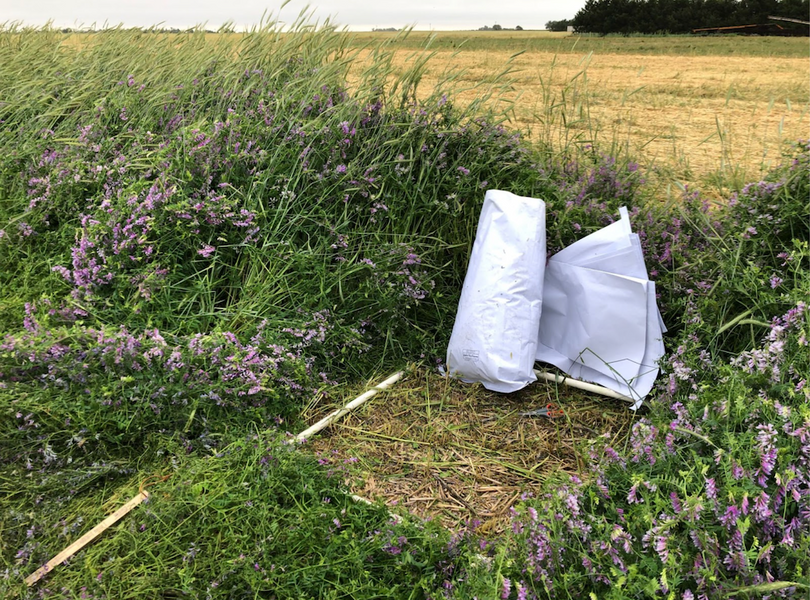 Taking biomass samples from our cover crop test plots in Bladen, Nebraska