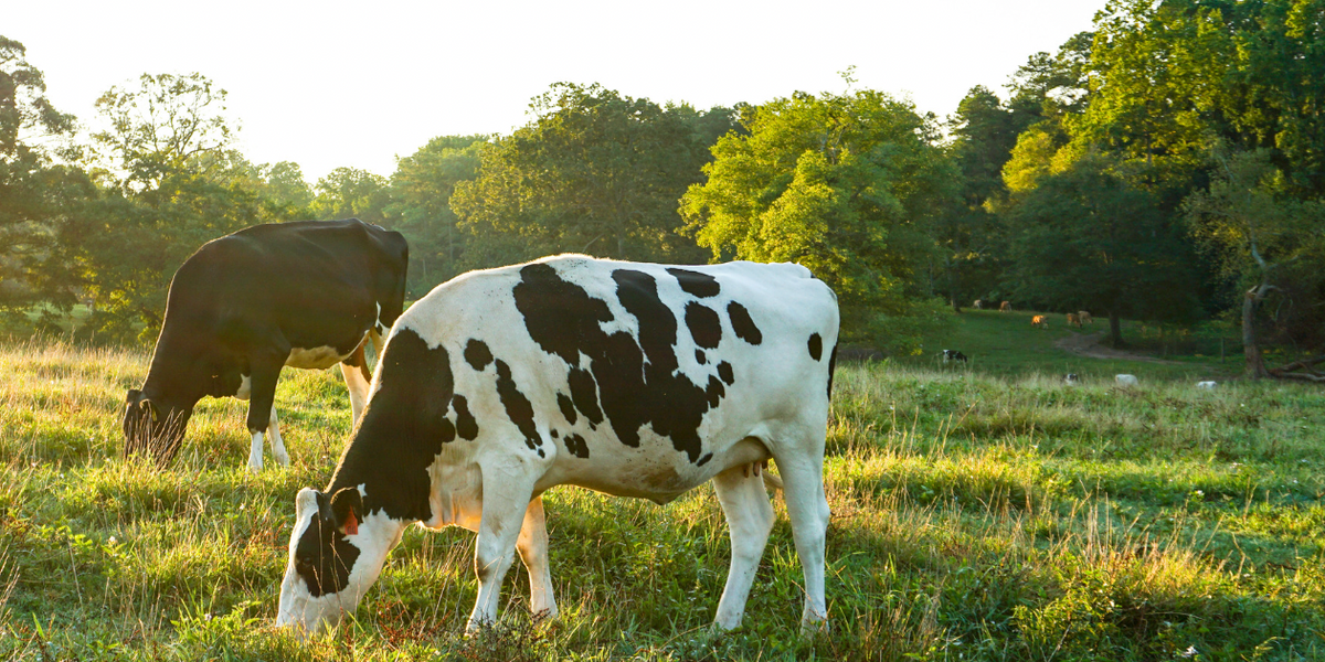 Your spring forage mix is planted, now what?