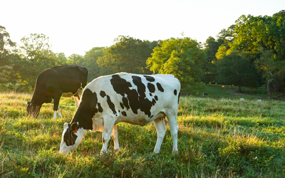 Your spring forage mix is planted, now what?