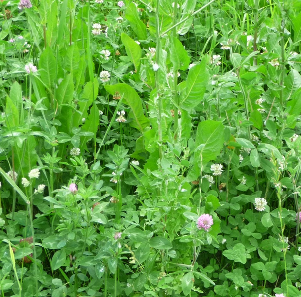 Photo of a diverse perennial crop.