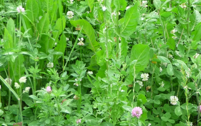 Now is the perfect time to plant perennials!