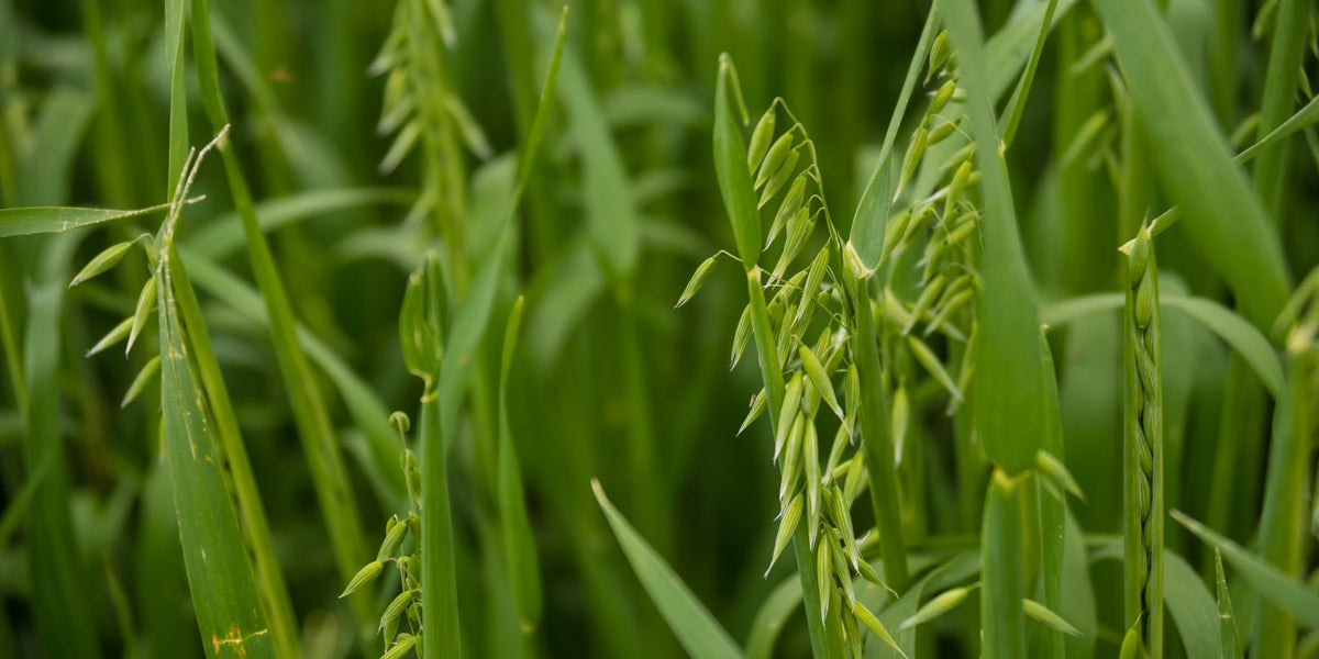 Oats, Peas, and Barley - An Iconic Trio