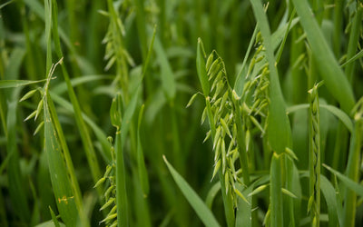 Oats, Peas, and Barley - An Iconic Trio