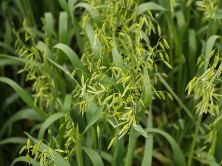 Winter Cereal Cover Crops: When to Choose Rye, Triticale, Wheat, Barley, or Oats