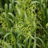 Winter Cereal Cover Crops: When to Choose Rye, Triticale, Wheat, Barley, or Oats