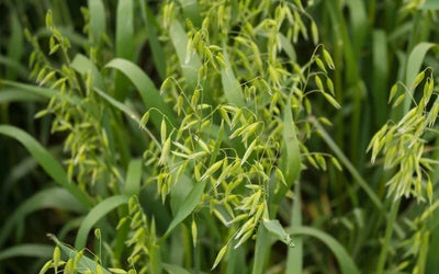 Winter Cereal Cover Crops: When to Choose Rye, Triticale, Wheat, Barley, or Oats