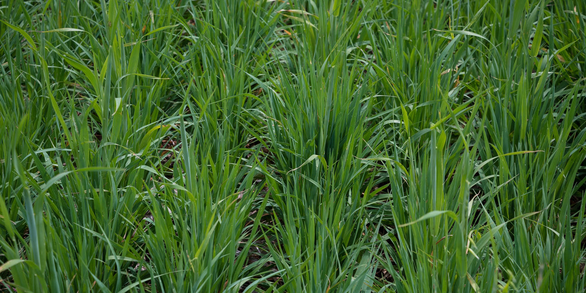 Cover Crops as a Weed Control Strategy