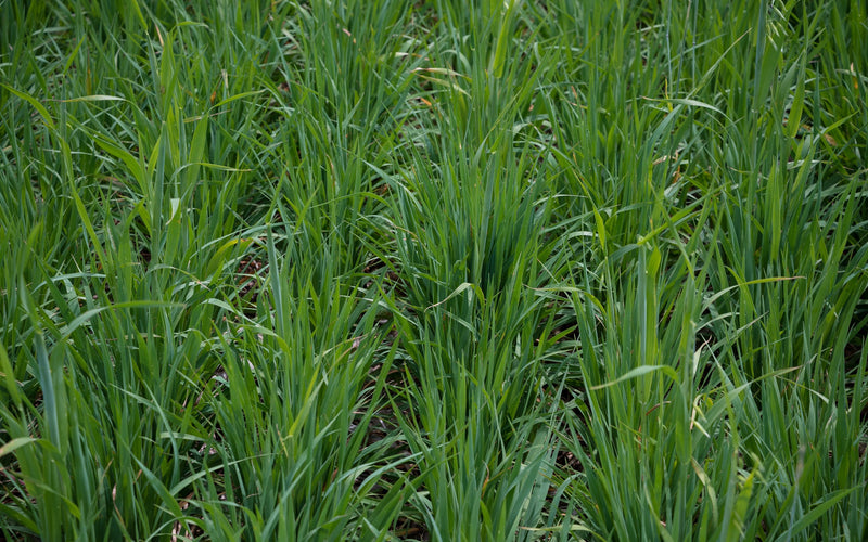 Cover Crops as a Weed Control Strategy