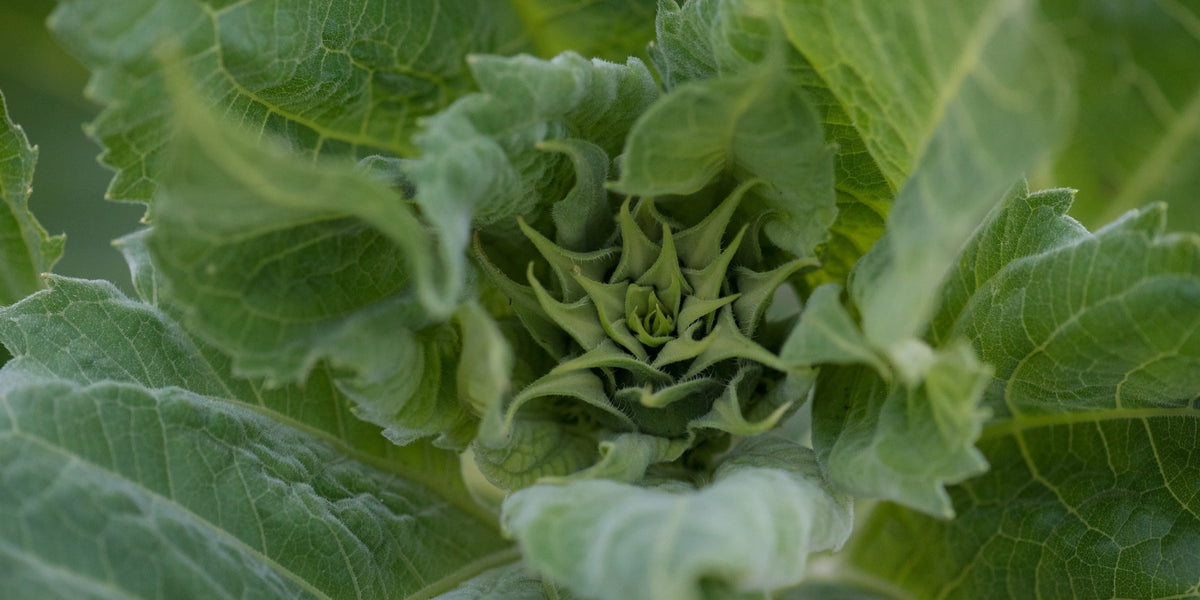 Close-up shot of Black Oil Sunflower about to flower